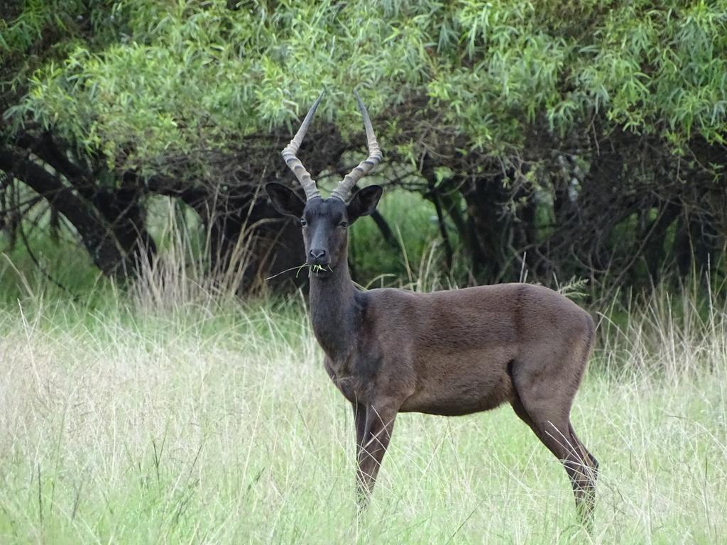 Abba Game Lodge Modimolle Exterior foto