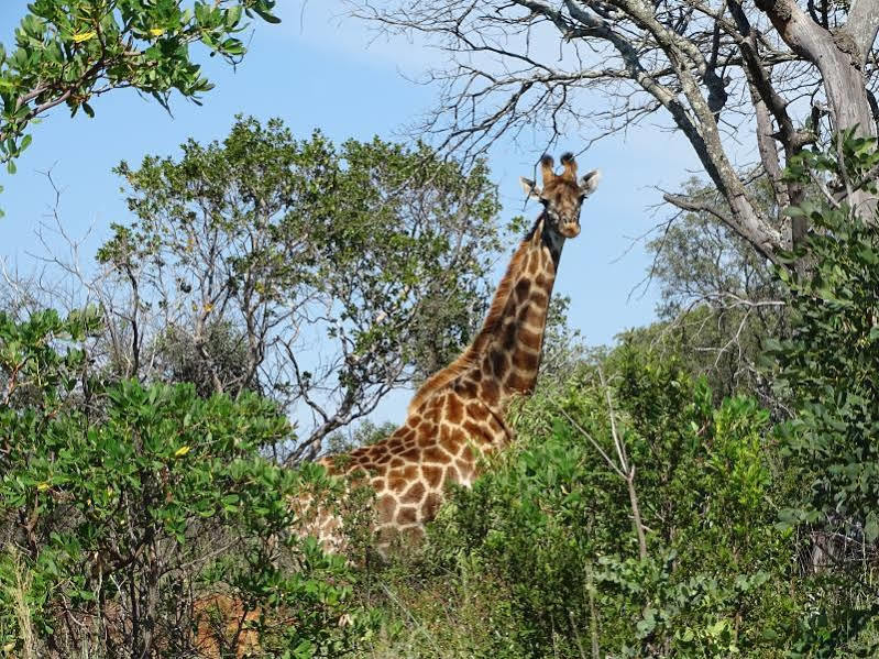 Abba Game Lodge Modimolle Exterior foto